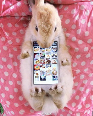 Illustration for article titled Don't Use Real Rabbits as Your Smartphone Case